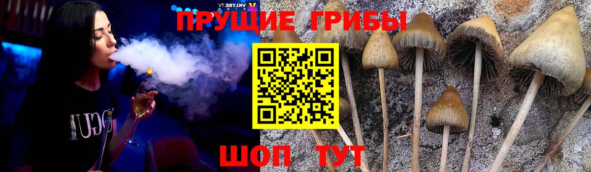 где купить наркоту  Псилоцибиновые грибы мухоморы  Вход с VPN  Йошкар-Ола 